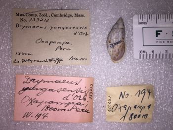Media type: image; Malacology 133213 Description: 133213_Drymaeus_yungasensis image;